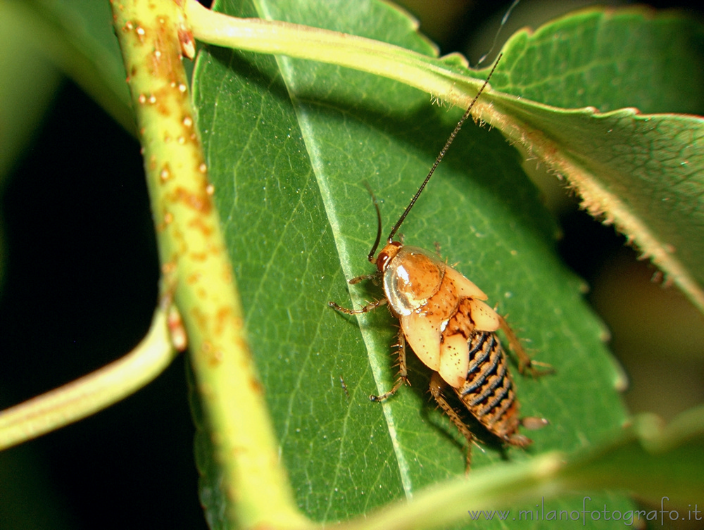 Cadrezzate (Varese, Italy) - Young woods cockroach